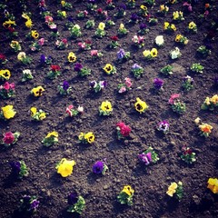 colourful flowers © Monika Woyde