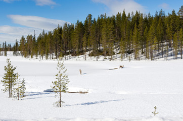 Rein deers on winter forest glade