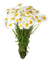 daisy bouquet on the white background