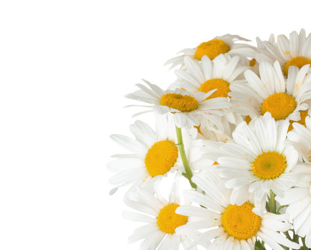 Daisy Bouquet On The White Background
