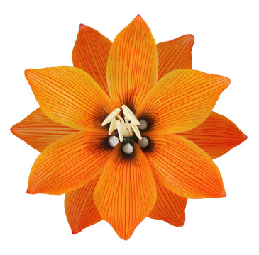 Lilis flower on a white background