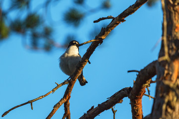 Pied Flycatcher on a branch