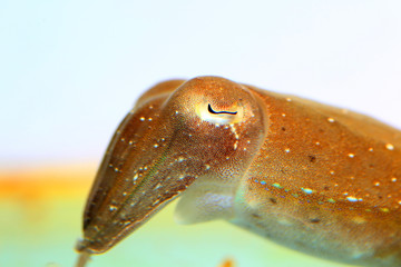 Broadclub cuttlefish (Sepia latimanus) in Japan