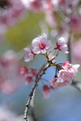 桜