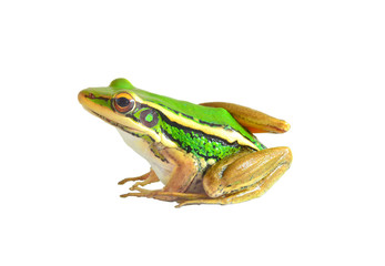 Tree frog