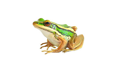 Tree frog
