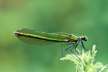 dragonfly sits on a grass on a meadow