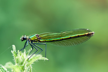 dragonfly sits on a grass on a meadow