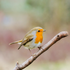 Fototapeta premium robin