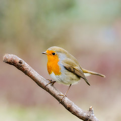 Fototapeta premium robin