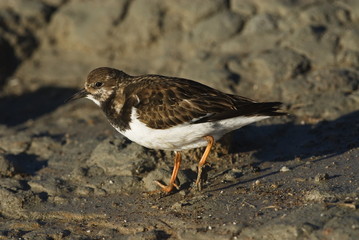 Steinwälzer (Arenaria interpres)