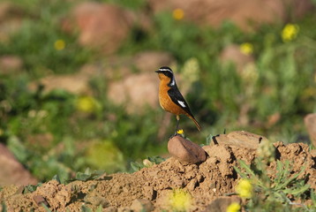Diademrotschwanz (Phoenicurus moussieri)