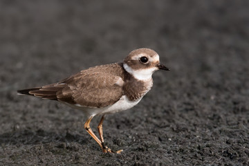 Sandregenpfeifer