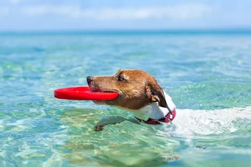 Foto auf Acrylglas Lustiger Hund dog frisbee