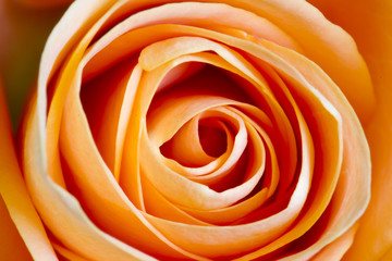 Rose orange petals macro background texture
