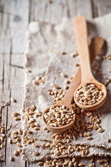 wheat grain in wooden spoons