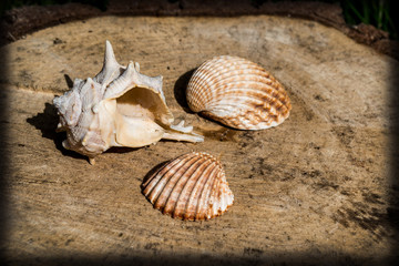 three beautiful scallops, seafood