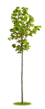 Sehr junger Ahorn im Fr&uuml;hling als Parkbaum