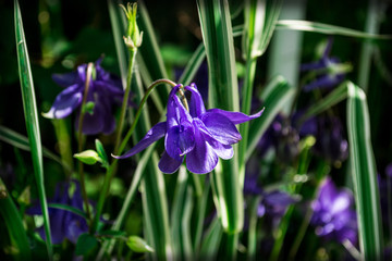 purple columbine flowers, garden