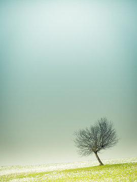 lonely tree (95)