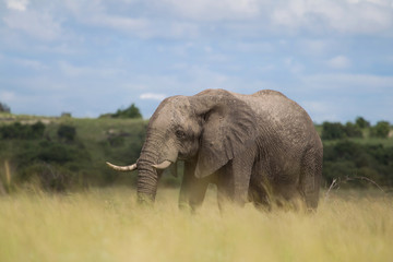 Fototapeta na wymiar Słoń w afrykańskiej sawannie