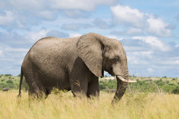 Fototapeta na wymiar Słonia w Afryce von der Savanne