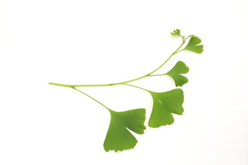 イチョウの若葉