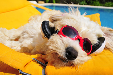 Holiday dog