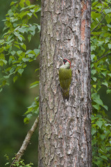 Woodpecker on a tree