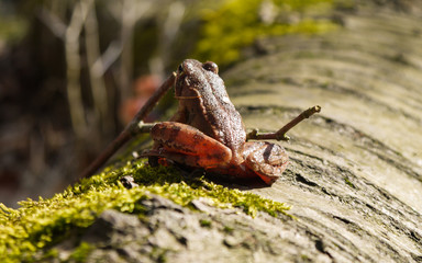 Wasserfrosch im Jasmund Nationalpark auf Rügen
