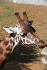 Giraffe feeding