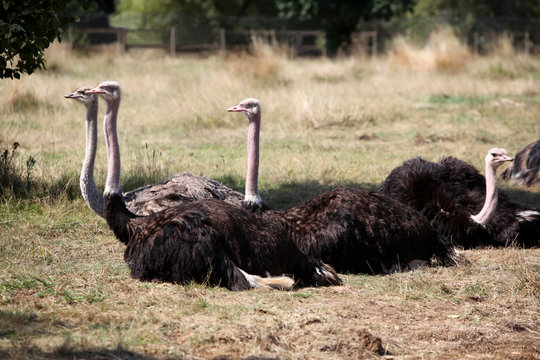 Ostriches resting