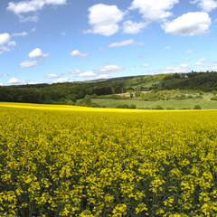 Canola field and beautiful landscape