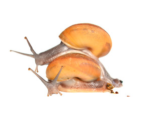 Striped snail on white background