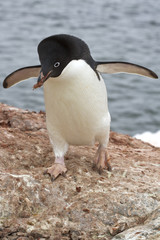 Adelie penguin who is a stone in the nest