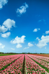 Pink Tulips Field in Spring, The Netherlands