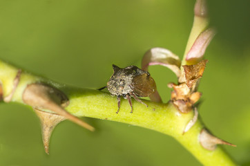Насекомое Горбатки  (лат. Membracidae)