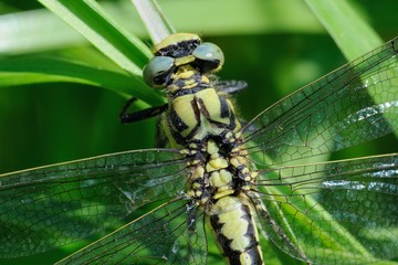 Gomphus vulgatissimus, mature female