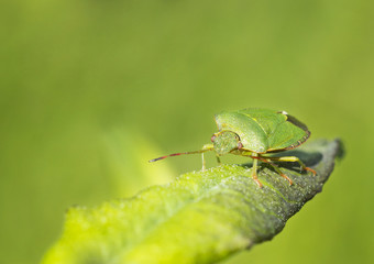 Клоп наземный (лат. Pentatomidae )