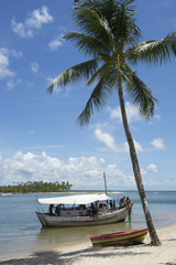 Obraz na płótnie Canvas Brazilian Boat Palm Tree Beach