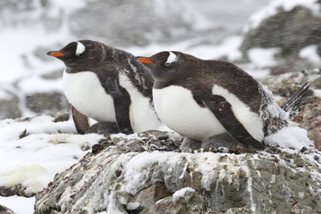 two Gentoo penguins in the snow