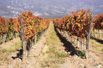 Naklejka premium Vineyards in Cafayate, Argentina
