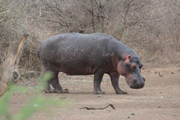Hippo