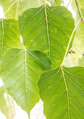 Leaves of Bodhi Tree