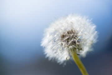 Obraz premium dandelion flower with backlight and blue sky background