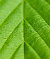 green leaf texture