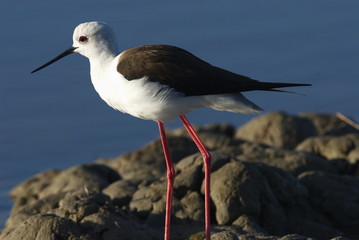 Stelzenläufer (Himantopus himantopus)