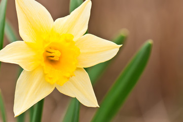 Fototapeta premium narcissus flower