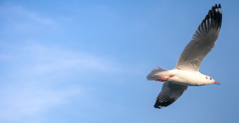 Flying seagull in concept of high speed