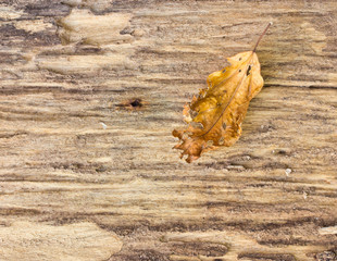 Old Wood and dry leaf Background